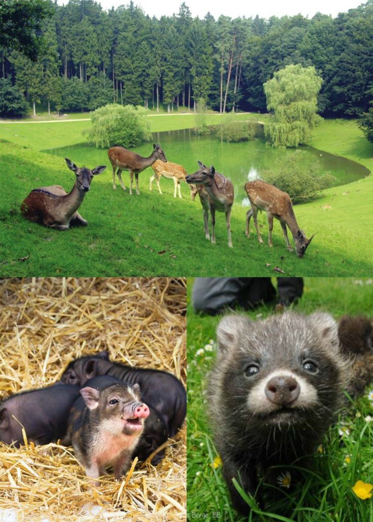 Wildpark Schwarze Berge: Spaziere gemütlich über die große Parkanlage und lasse dir dein Herz von den vielen Tieren erwärmen.