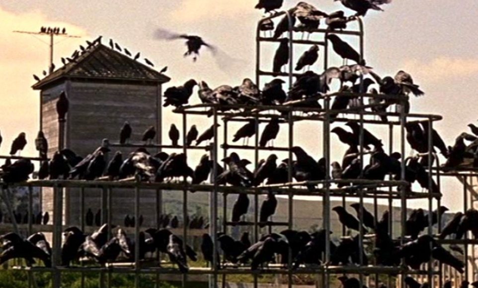 Im ABATON läuft Hitchcocks Klassiker „Die Vögel“! 😱