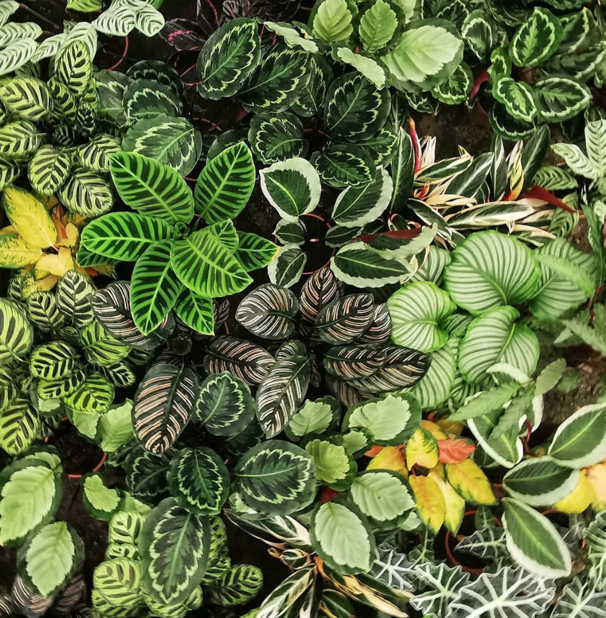 Grünes für deine vier Wände bekommst du bei Pflanzen für Alle!