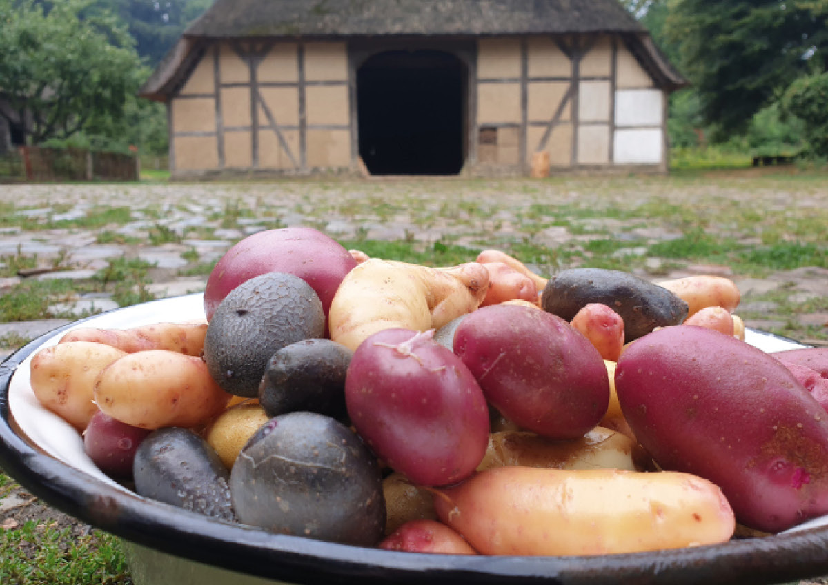 Unser liebstes Gemüse: Auf dem Kiekeberg wird der Kartoffeltag gefeiert.
