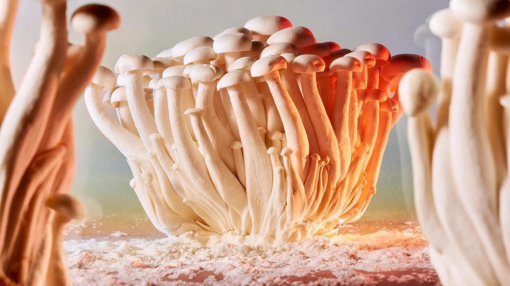 Pilze sind die Zukunft! Lerne und staune beim Food Innovation Day im Mushlab.