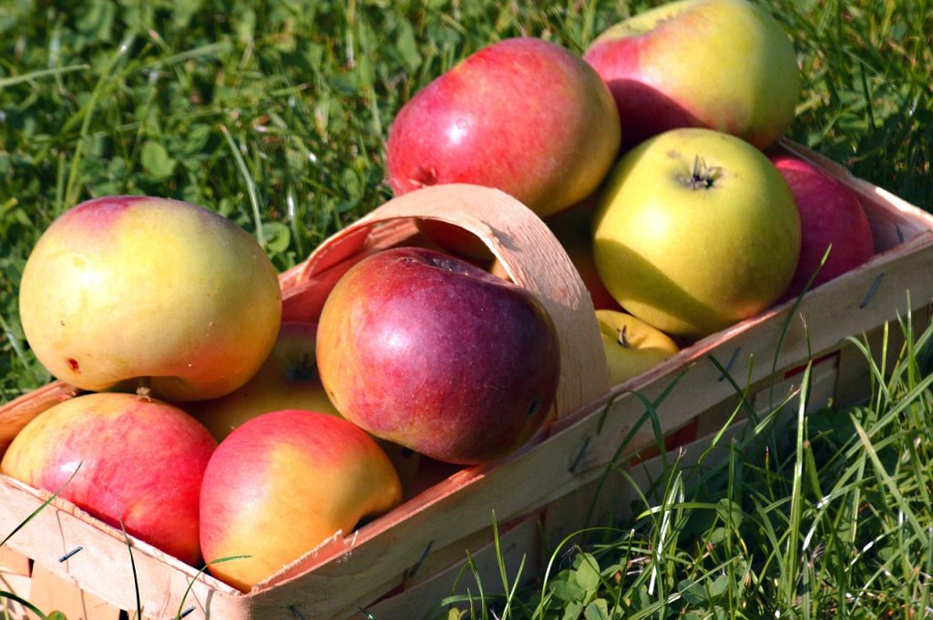 Komm mit Apfelernte-Korb zum Inselpark und geh mit selbstgepresstem Saft nach Hause.