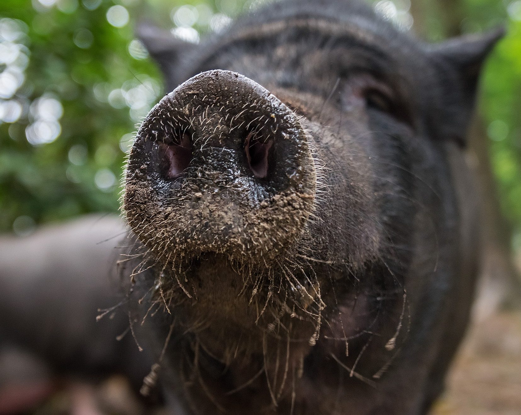 Füttere Hängebauchschweine auf einem Ausflug in den Wildpark Schwarze Berge.